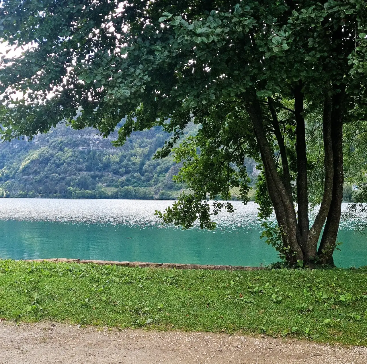 Un arbre au bord d’un lac turquoise, au pied des montagnes